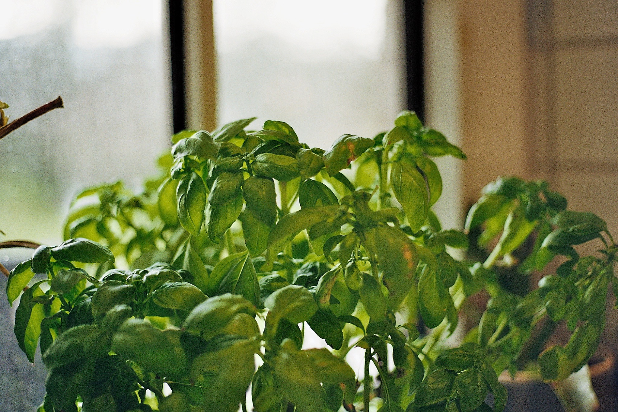 Basil leaves beside a softly lit window, photographed on film
