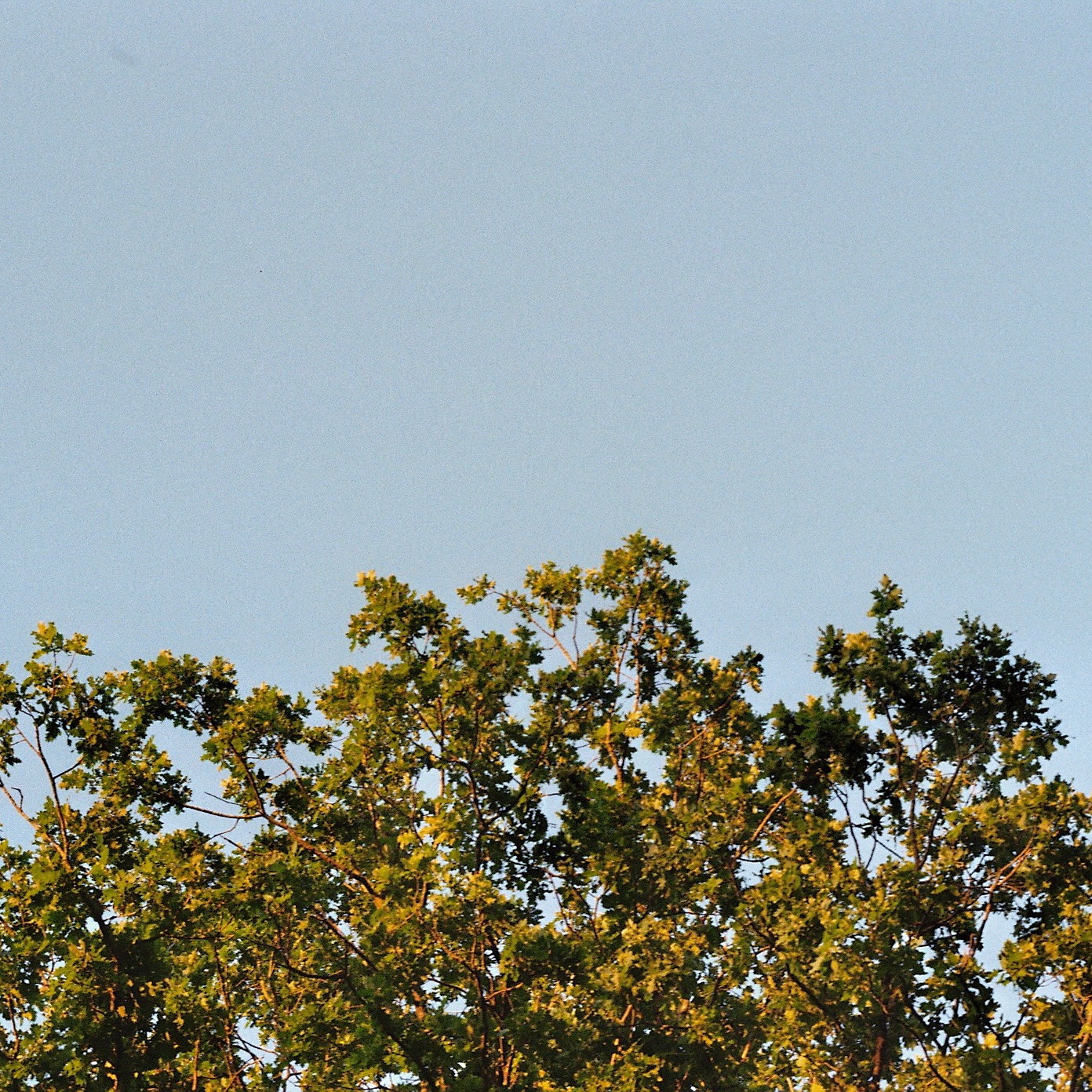 Sunlit tree canopy beneath a wide blue sky