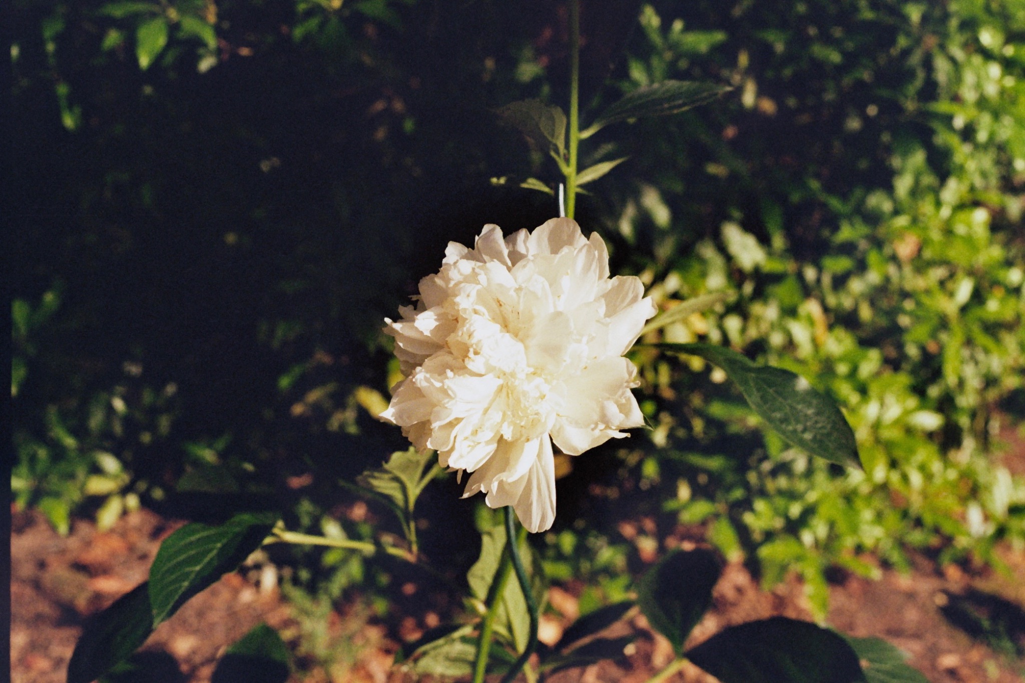 White flower lit by direct sunlight
