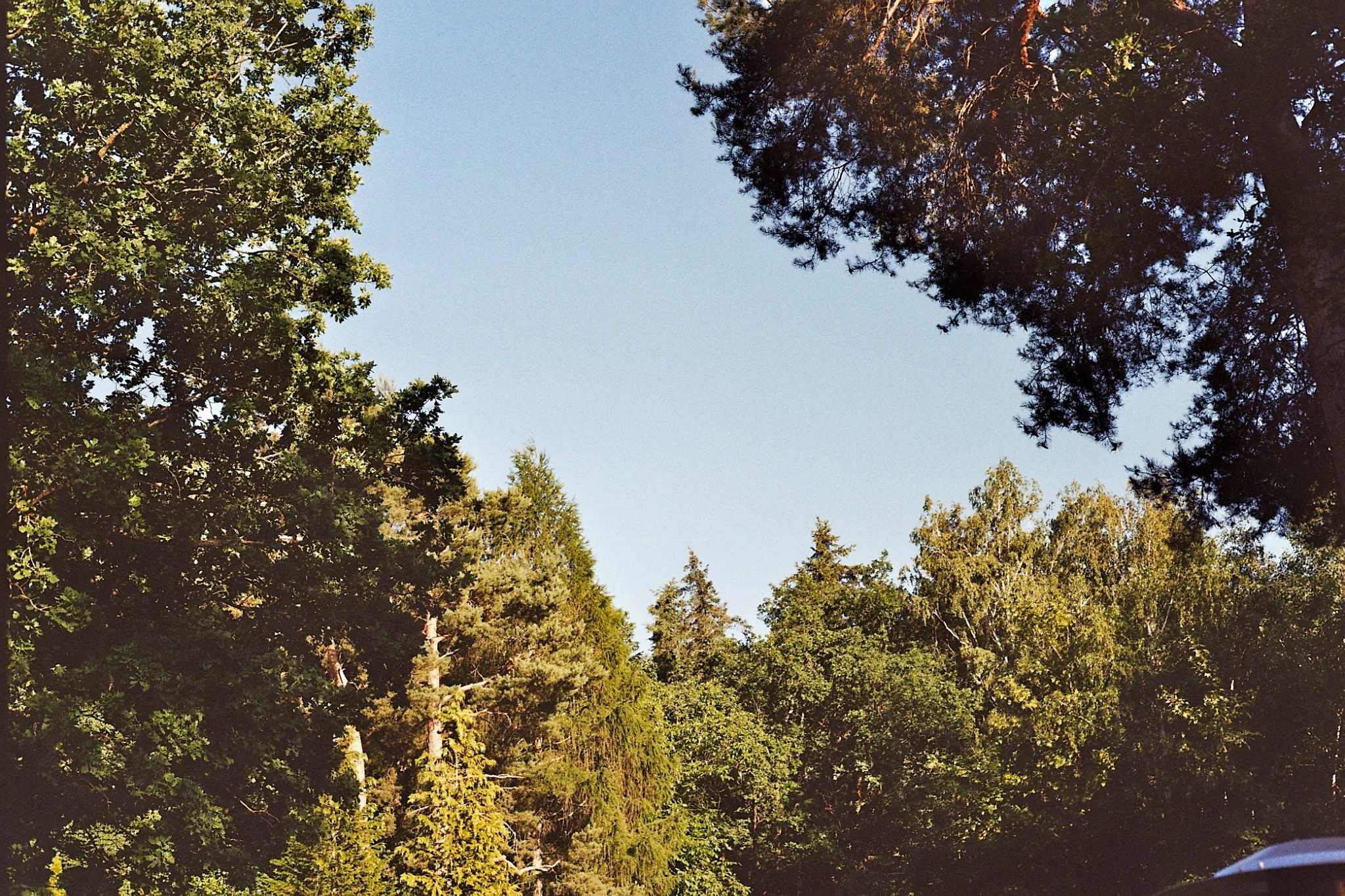 Trees framing a clear blue sky